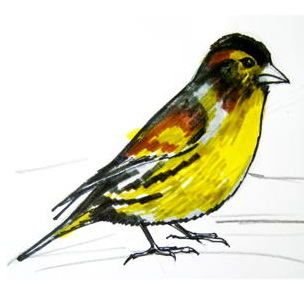 Птицы для раскрашивания для детей