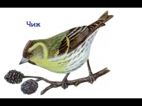 Синие и жёлтые птицы рисование