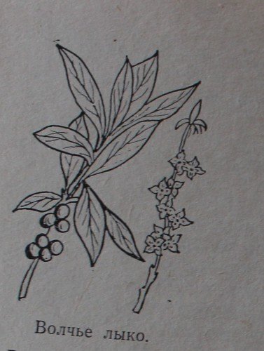 Волчье лыко в черно белом