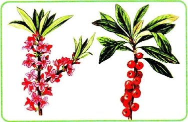 Картины ягоды Волчье лыко