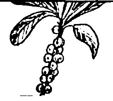 Волчье лыко в черно белом