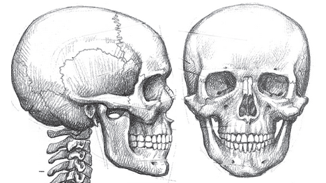 Череп в профиль