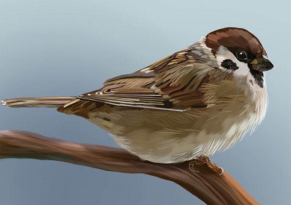 Воробей для детей