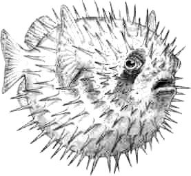 Рыба фугу мультяшная