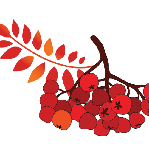 Ветка рябины