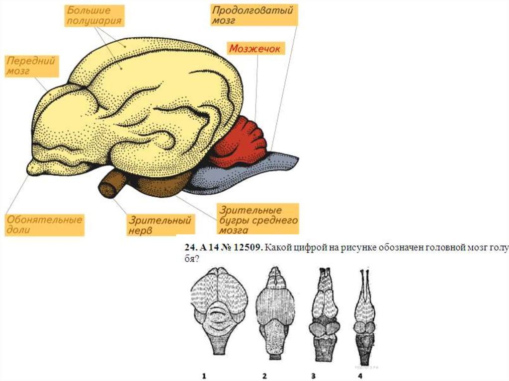 Какие функции выполняют отделы мозга у птиц