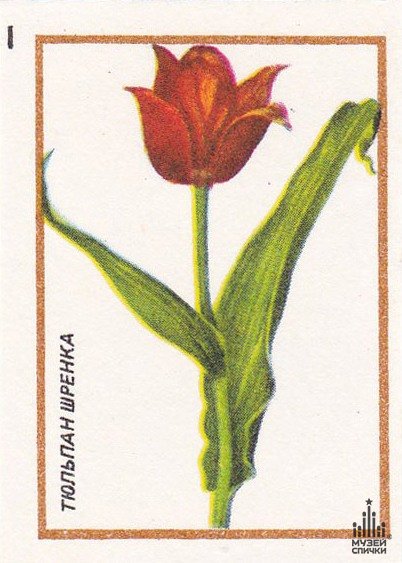 Рисунки тюльпана Шренка 1 класс