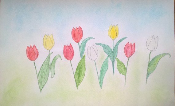 Тюльпан Шренка