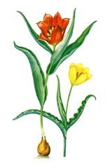 Раскраска цветы на клумбе