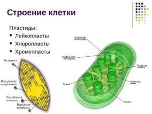 Строение хлоропласта без подписей