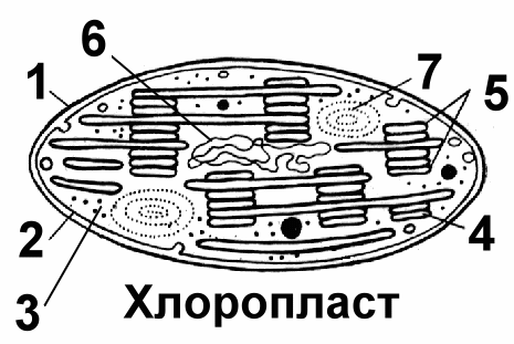 Пластиды рисунок схематично (50 фото)