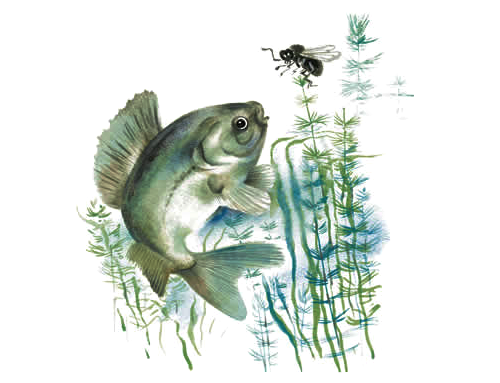 Бианки в. "хвосты"