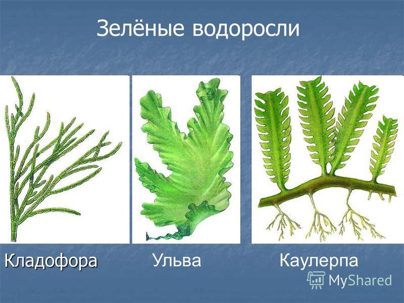 5 примеров водорослей. Зеленая водоросль каулерпа. Ульва и кладофора. Кладофора Тип таллома. Ульва каулерпа биология.