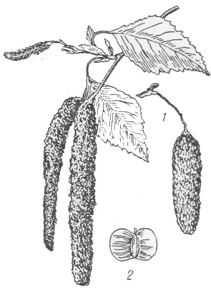 Береза повислая побег