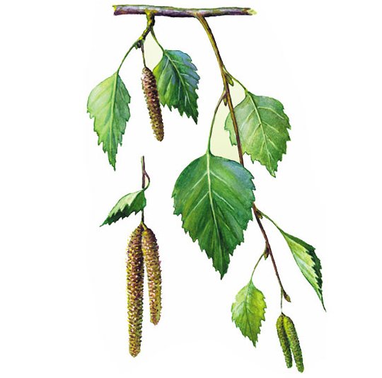 Берёза повислая диаграмма цветков