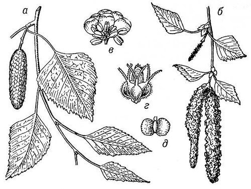 Березовые бруньки рисунок