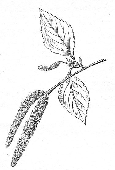 Березовый лист