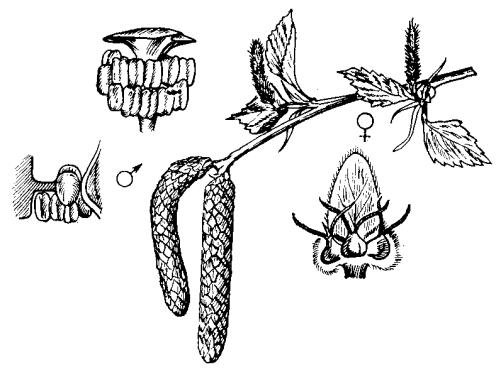 Строение плода клена рисунок