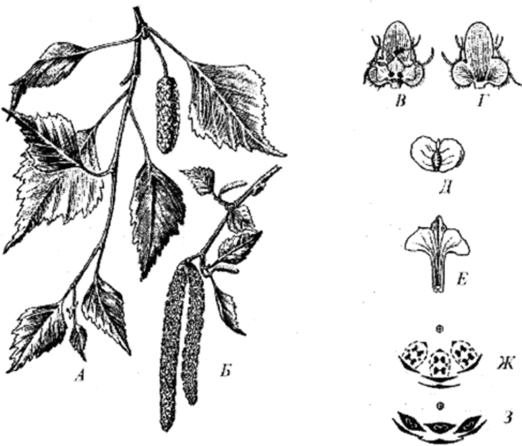 Береза повислая плод