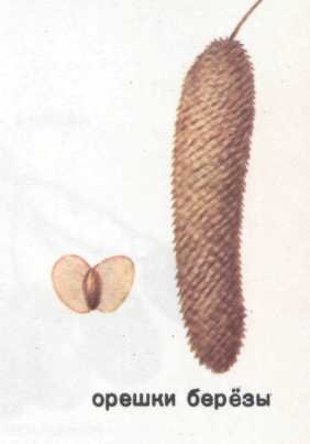 Деревья карточки береза