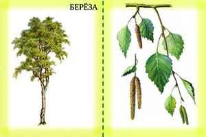 Осина лиственное