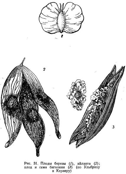 Веточка березы