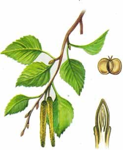 Осина дерево лист плод