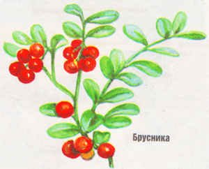 Лекарственные растения Удмуртии брусника