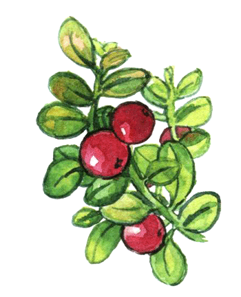 Бальмонт брусника