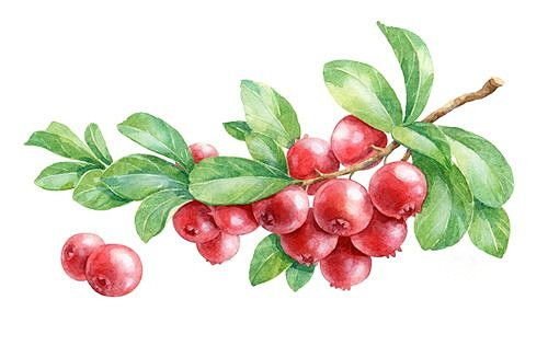 Клюква на ветке