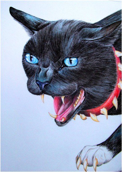Коты Воители злой кот