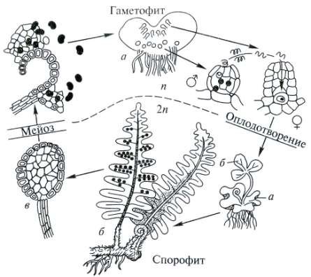 Схема развития папоротника гаметофит
