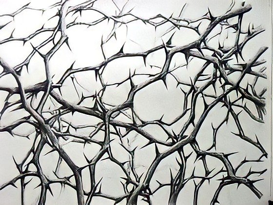 Терновые ветки