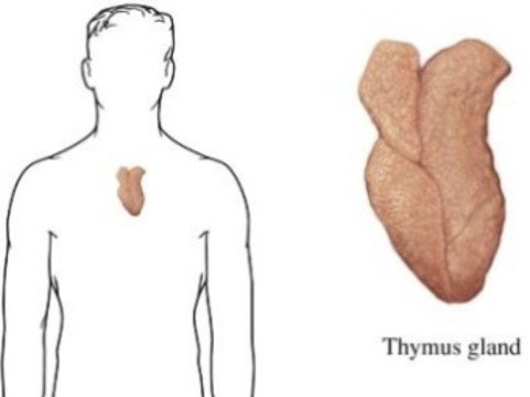 Простукивание вилочковой железы