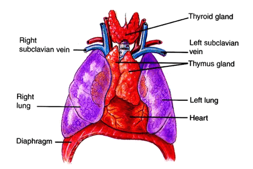 Thymus structure
