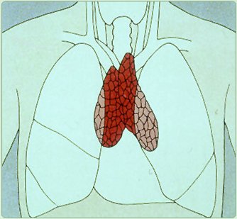 Тимус рисунок (48 фото)