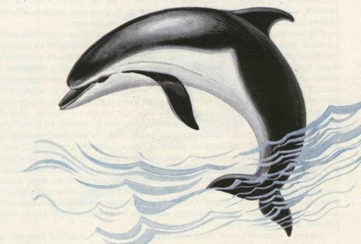 Рисунок Черноморский афалин раскраска