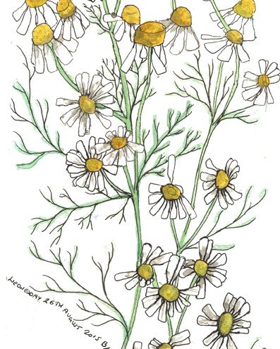 Ромашка аптечная раскраска
