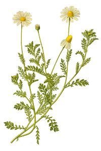 Ромашка аптечная биология