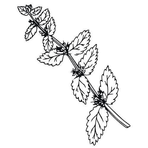 Мелисса Кэддик