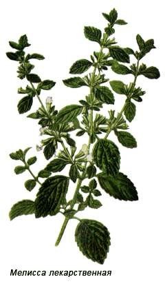 Мелисса Фармакогнозия