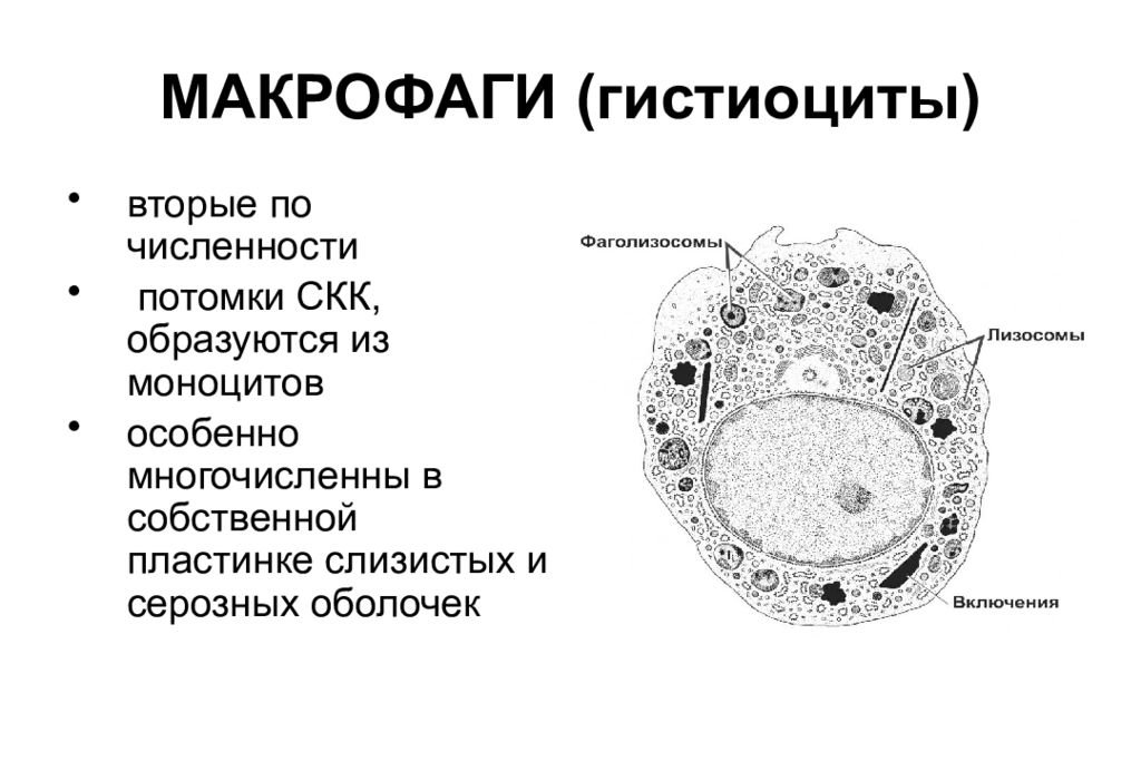 Макрофаги 1 2. Фагоциты строение и функции. Макрофаг строение схема. Макрофаги строение и функции. Гистология макрофаги клетки.