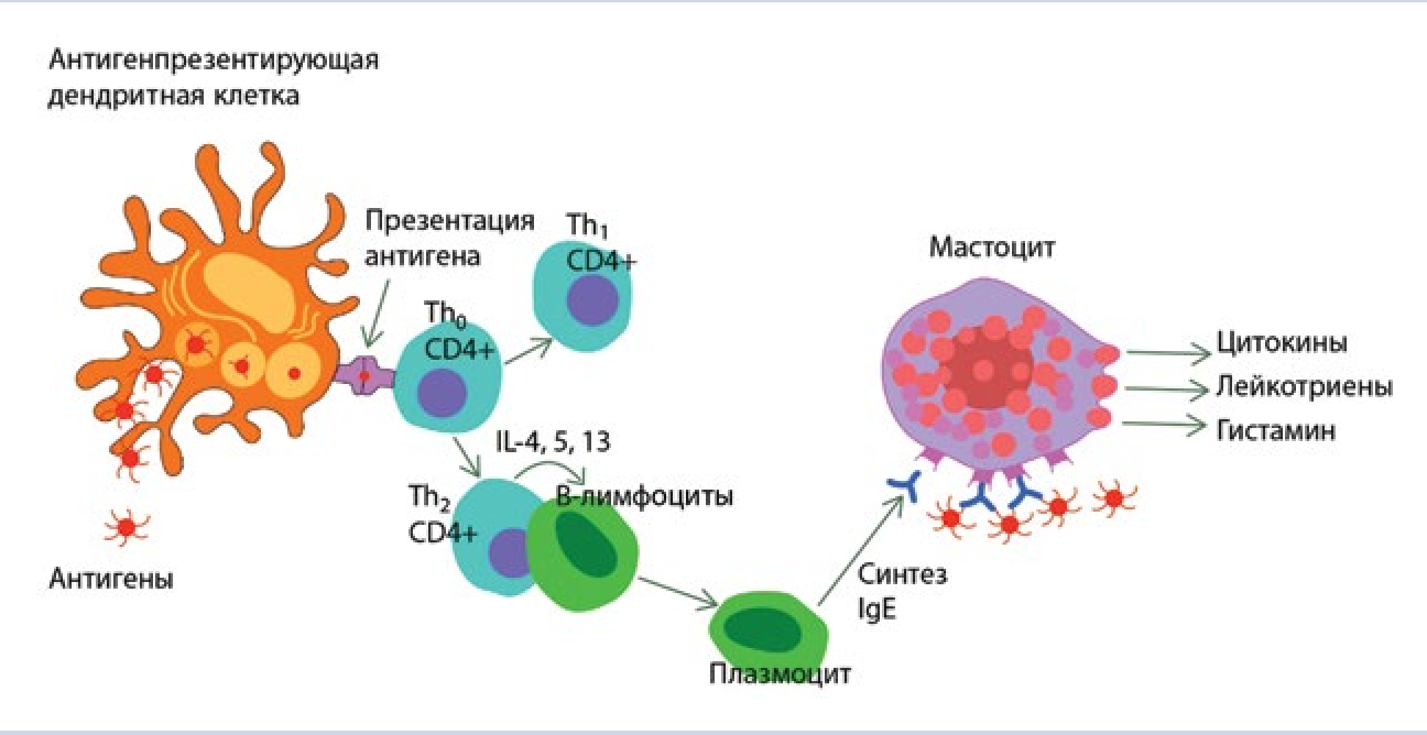 Макрофаги 4. Дендритные клетки схема. Лимфоцит строение клетки. Б2 лимфоциты. Клетки иммунной системы схема.