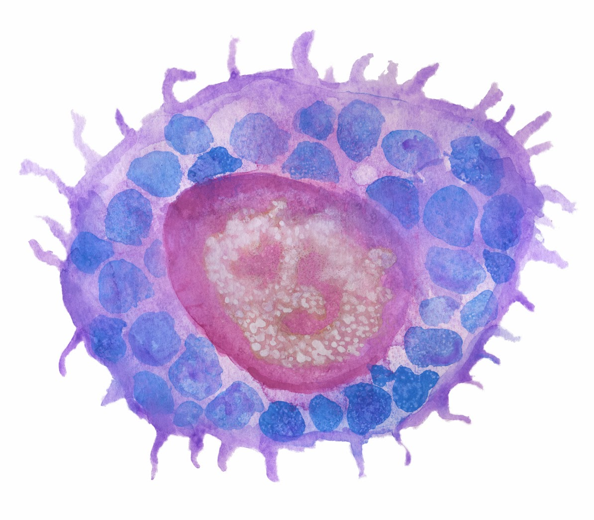 Тучные клетки лаброциты. Тучные клетки гистология. Тучные клетки Эрлиха микроскоп. Гистология макрофаги клетки. Свободные макрофаги