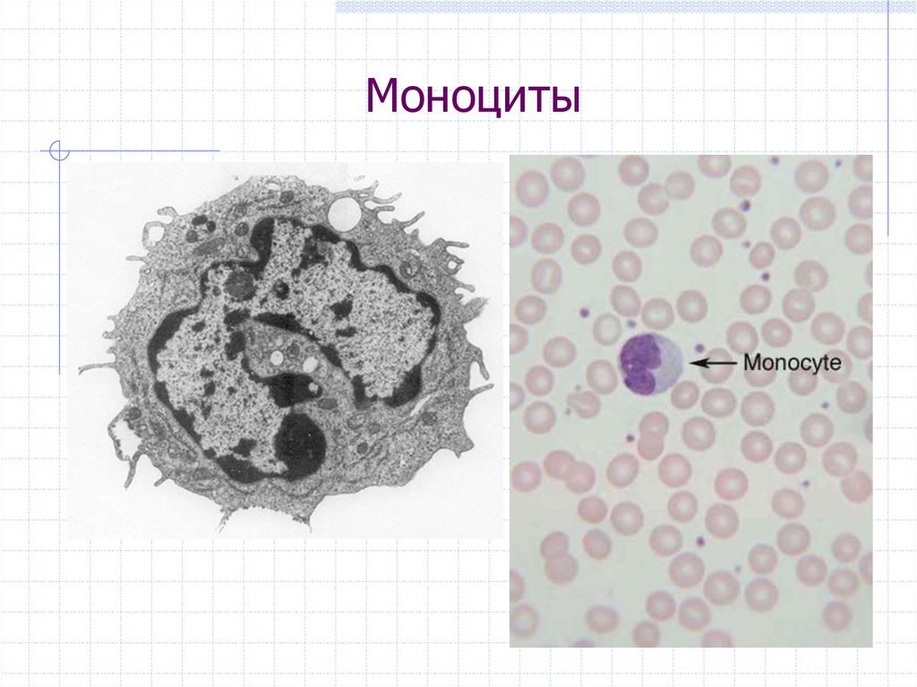 Макрофаги 1 3. Строение моноцита гистология. Моноциты и макрофаги. Моноциты клетки. Моноциты строение.