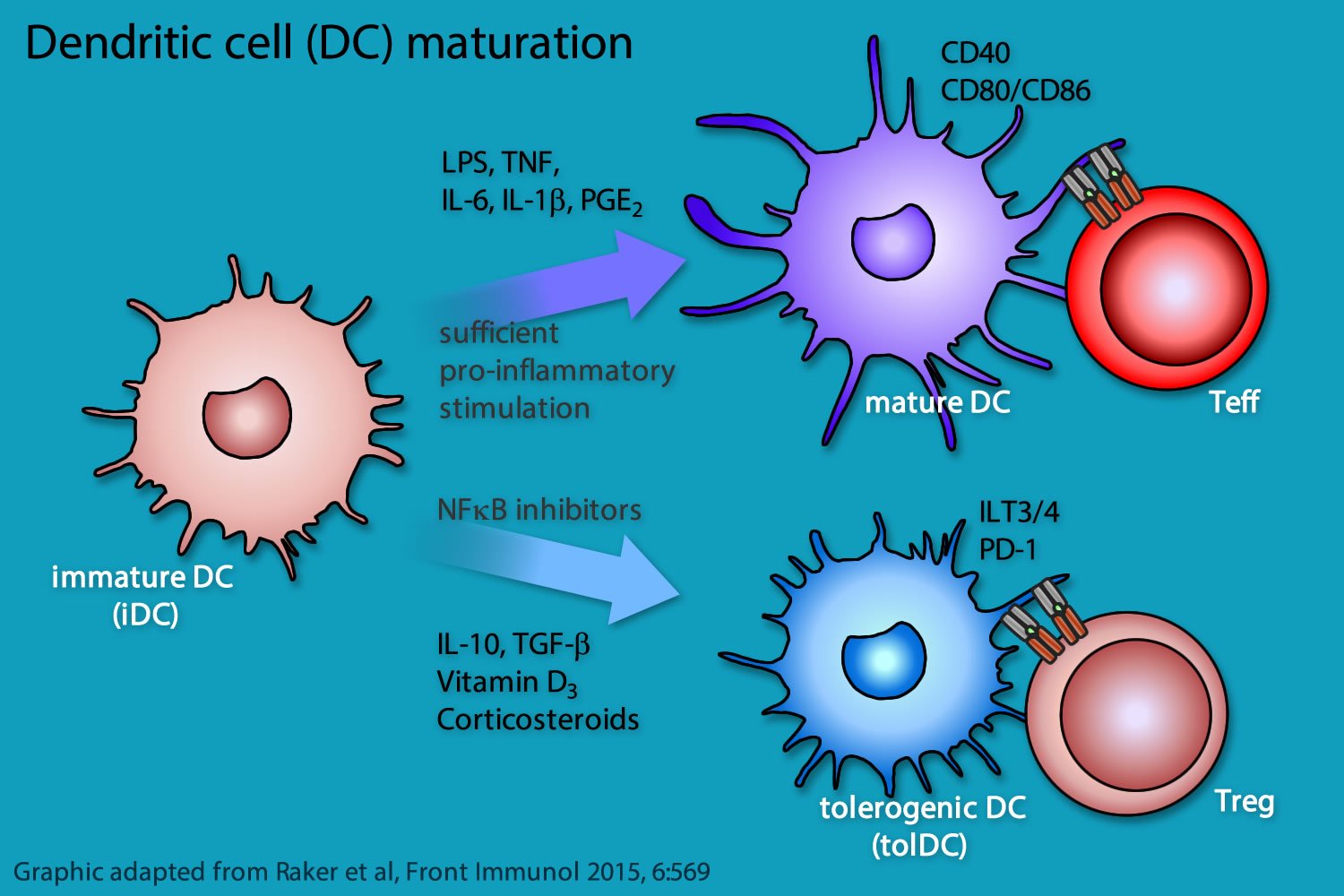Вакцина дендритными клетками. Дендритные клетки иммунология. Рецепторы дендритных клеток иммунология. Маркеры дендритных клеток. Незрелые дендритные клетки иммунология.