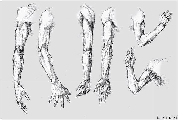 Анатомия предплечье референс