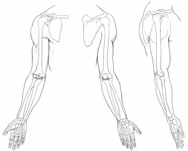 Анатомия человека для рисования руки