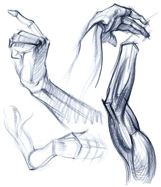 Анатомия рук для арта