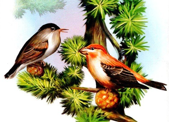 Клест еловик рисунок